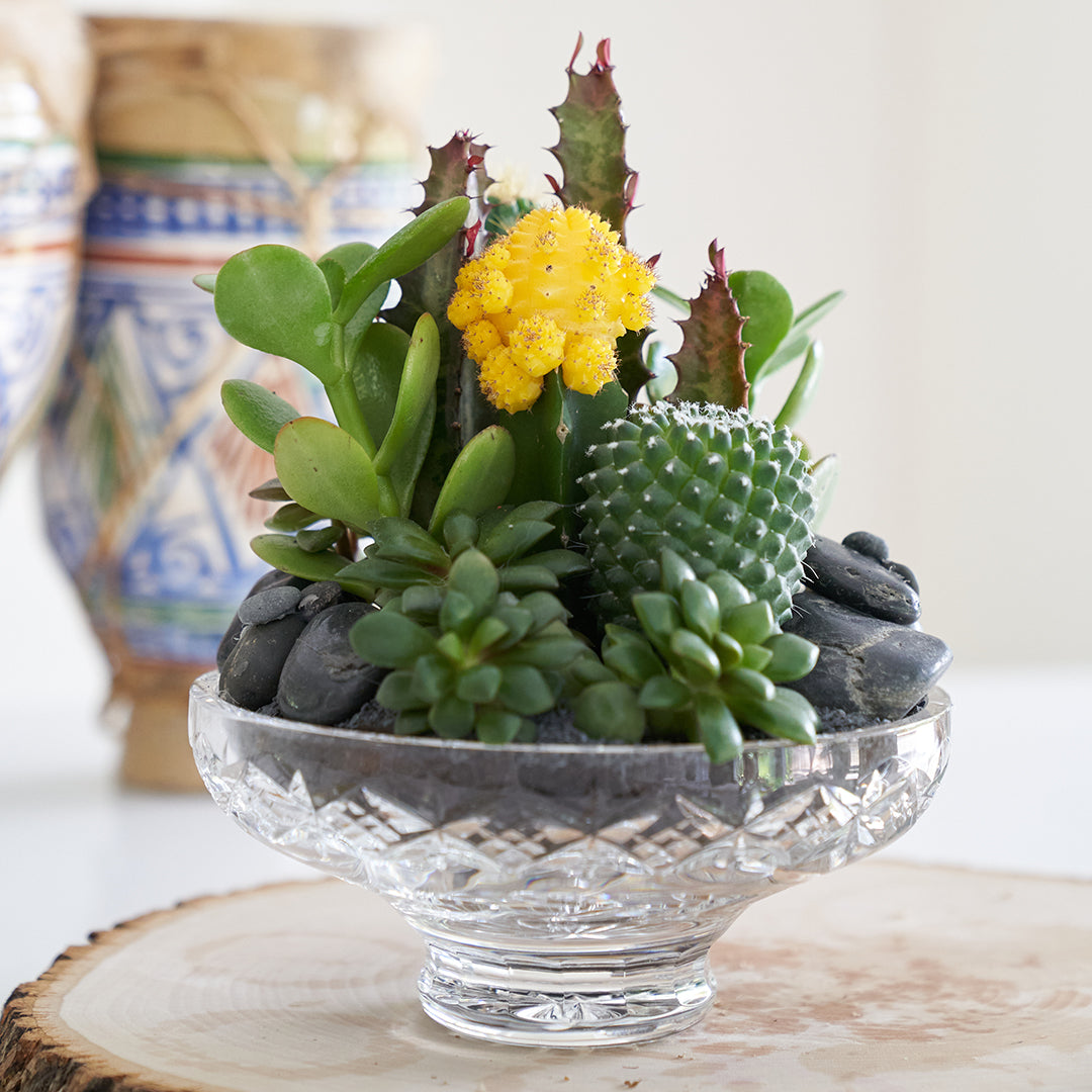 Vintage Clear Glass Black - Rainbow Garden (One-of-a-Kind)