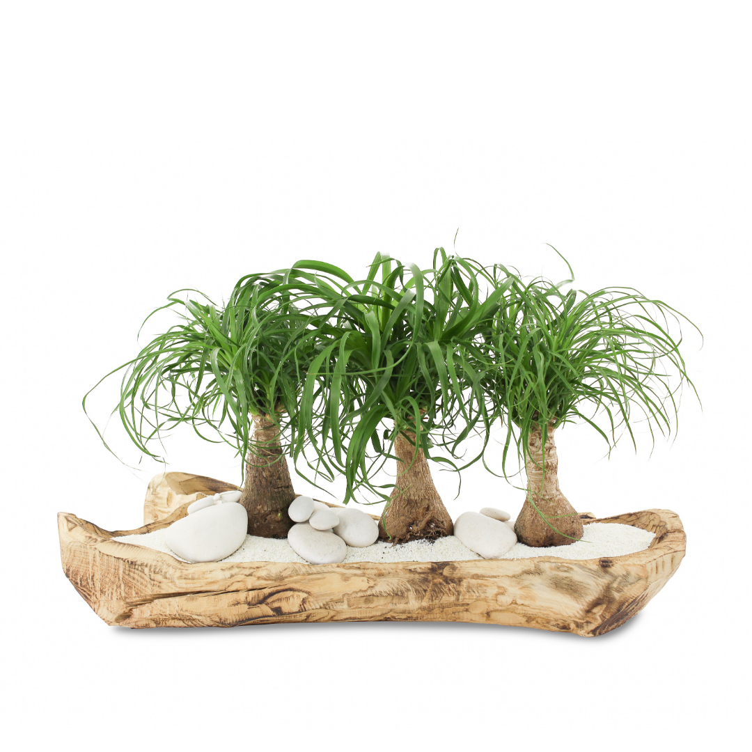 Natural Wood Trough - Ponytail Palms