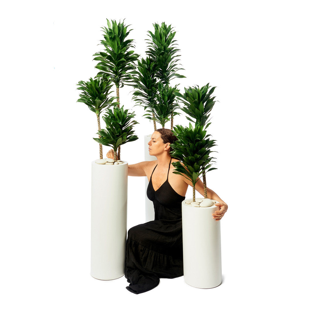 Milano Tube White – Janet Craig (Dracaena Deremensis Compacta)