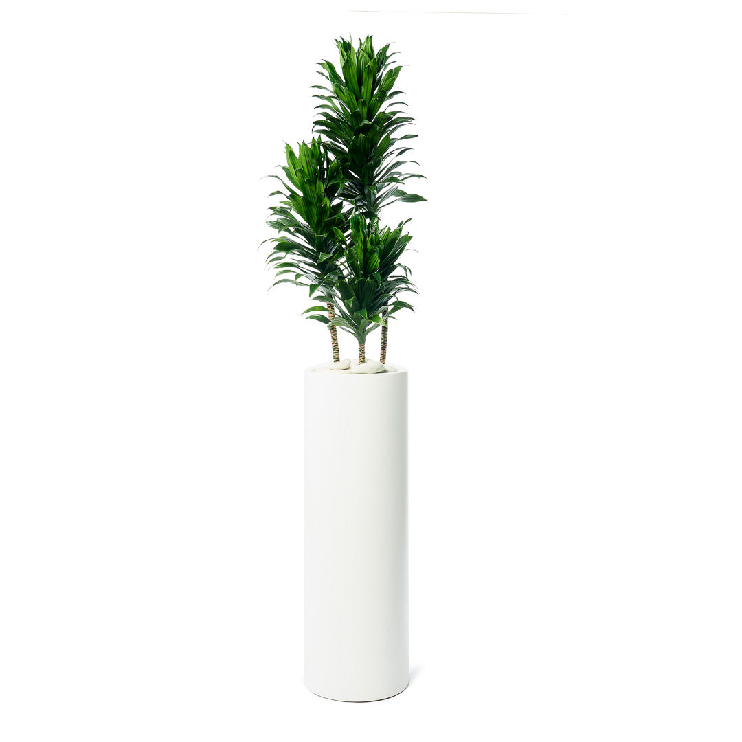 Milano Tube White – Janet Craig (Dracaena Deremensis Compacta)