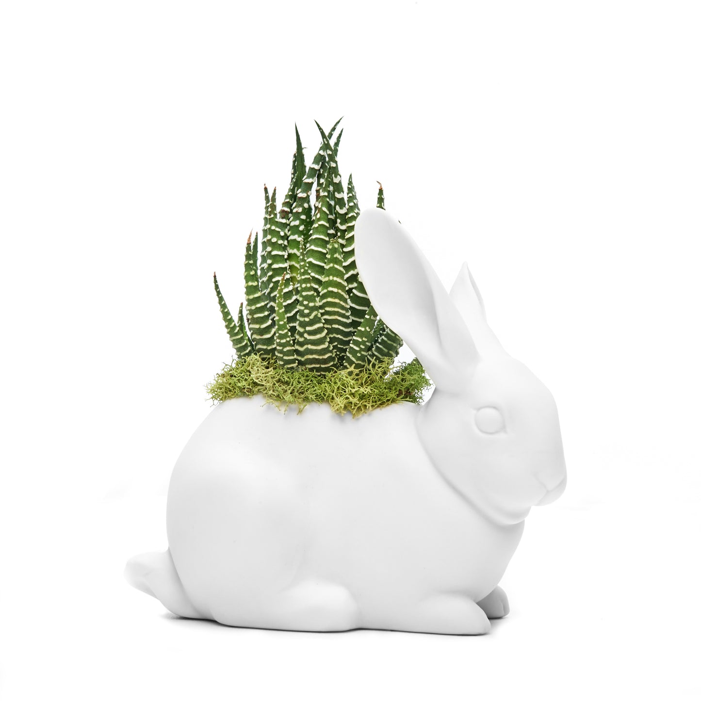 Lladró - Bunny with Haworthia Succulent