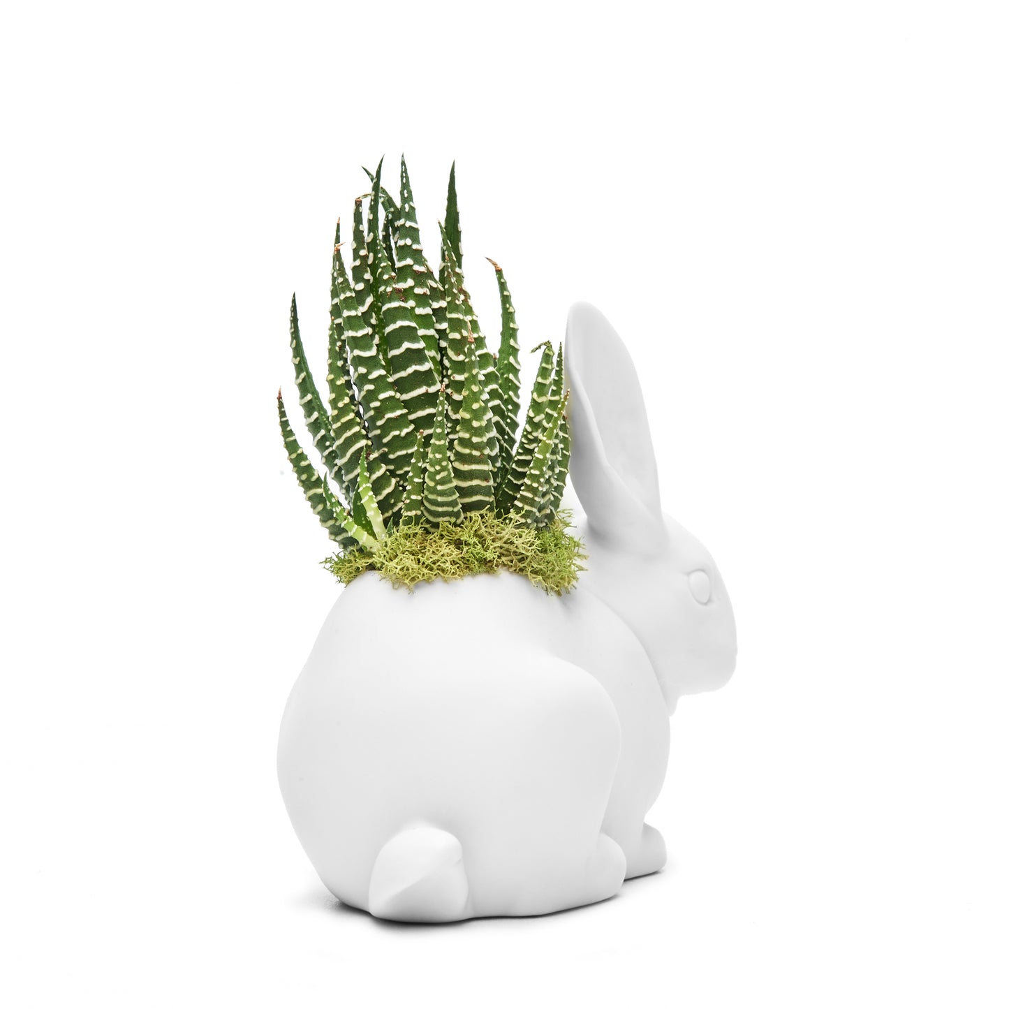 Lladró - Bunny with Haworthia Succulent