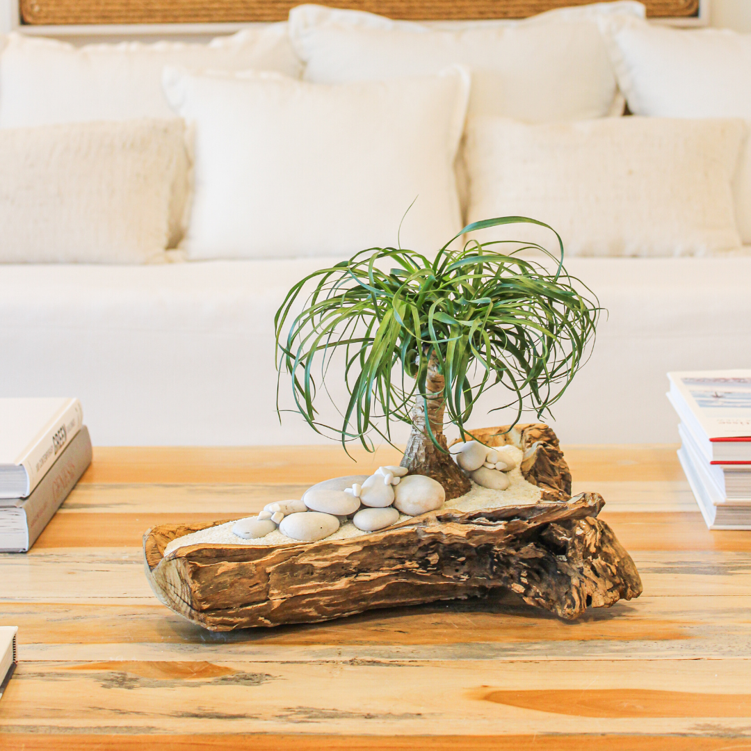 Natural Wood Trough - Ponytail Palms