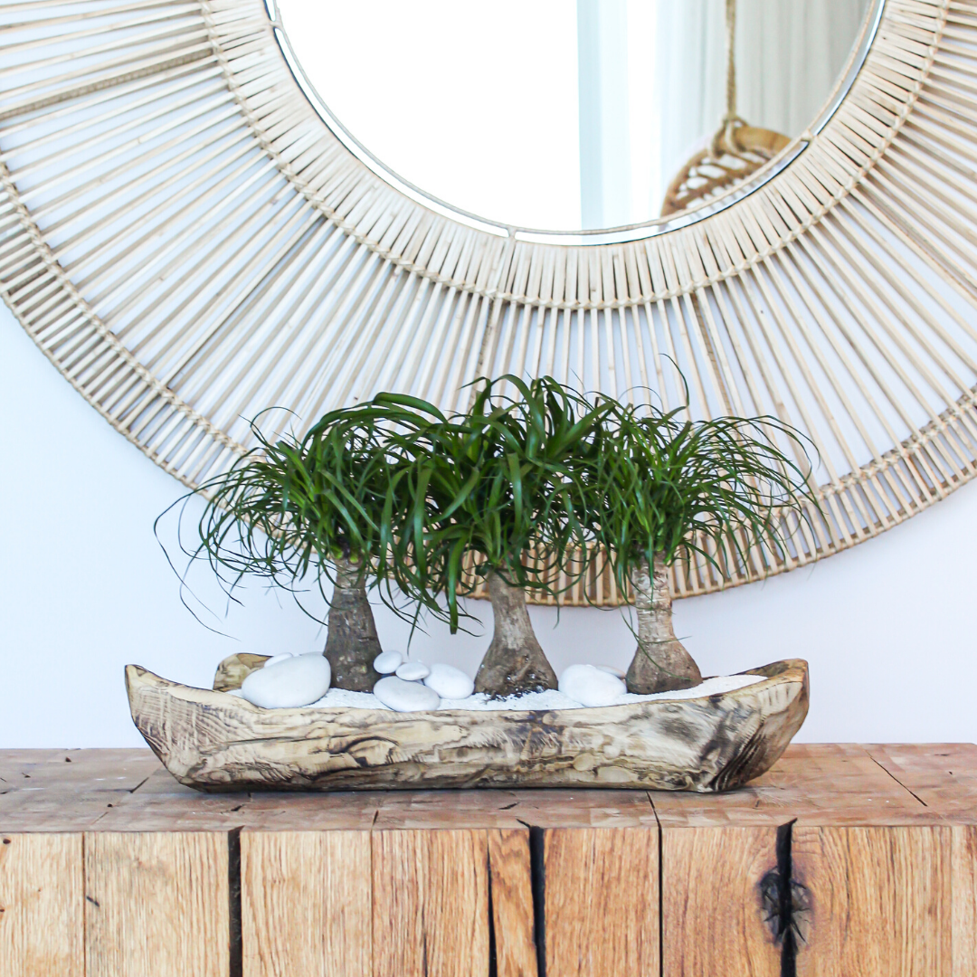 Natural Wood Trough - Ponytail Palms