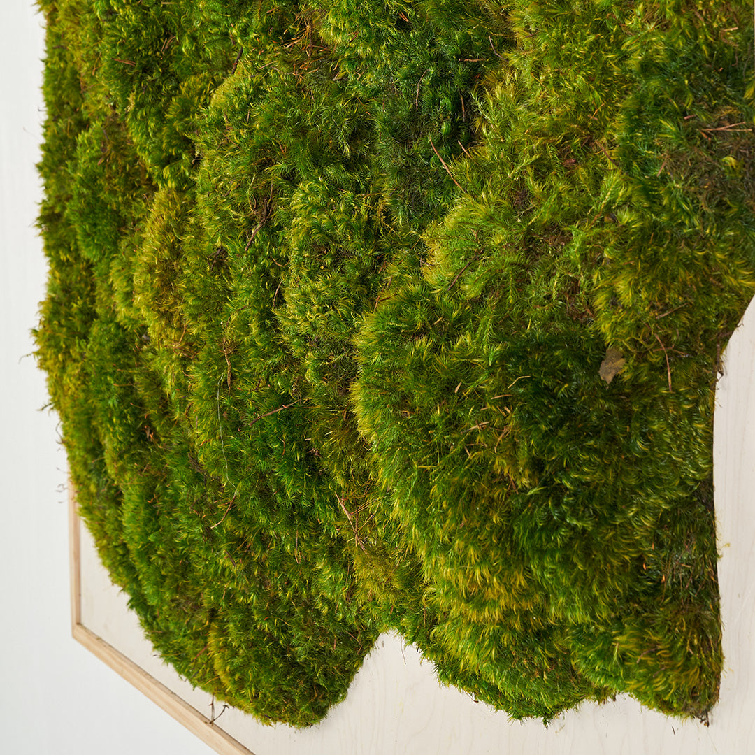 Moss Art - Abstract Series No. 030 (4' x 4')