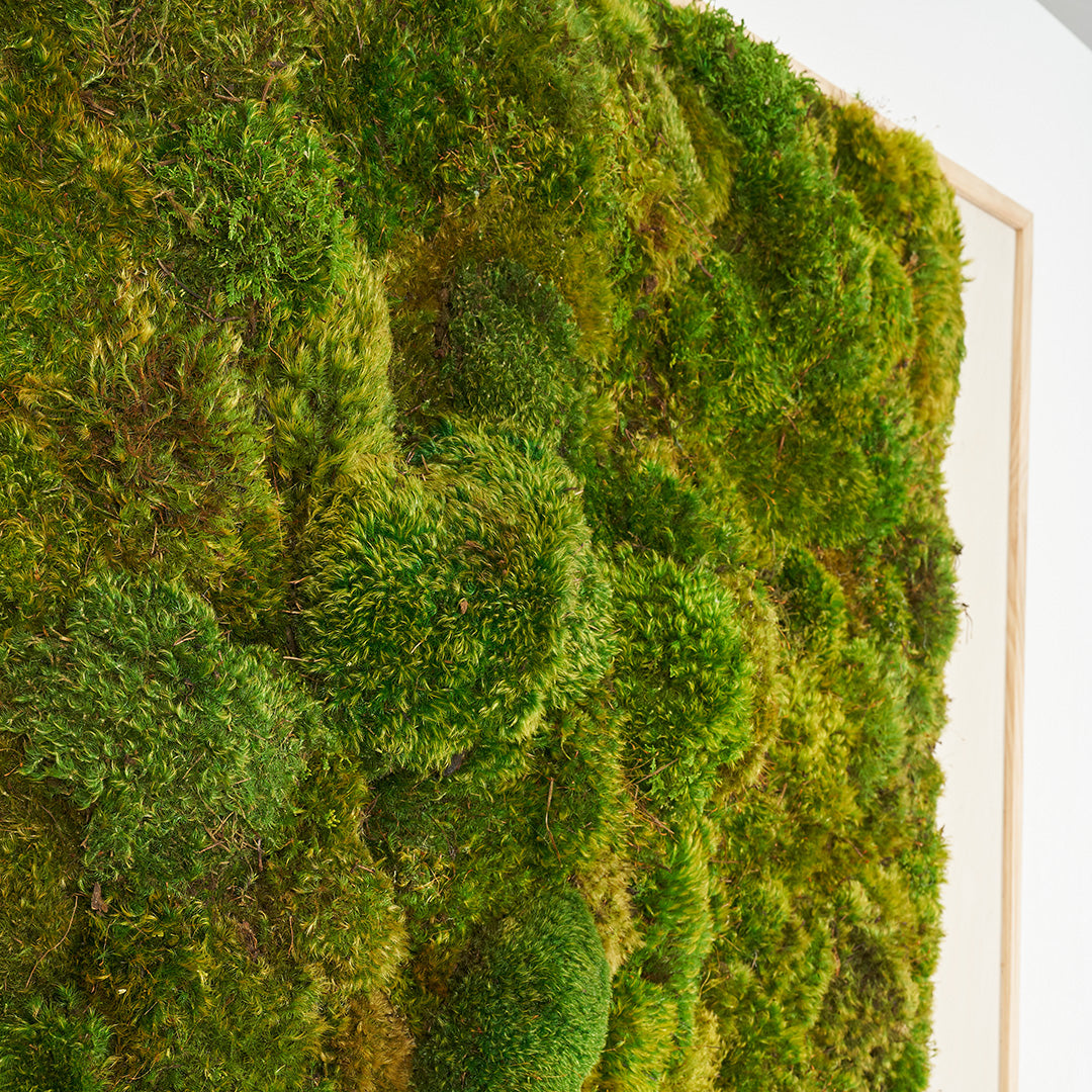 Moss Art - Solid Moss Series (5' x 4')
