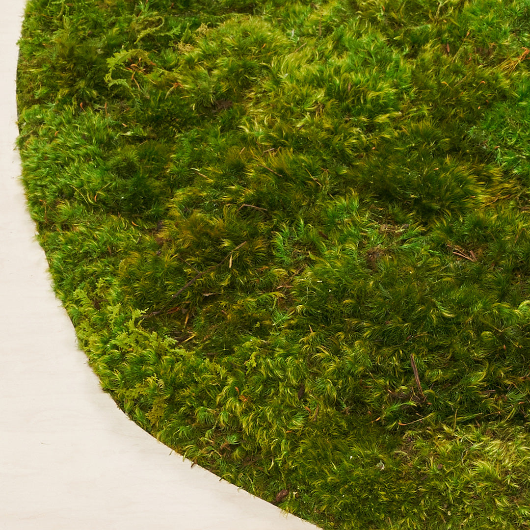 Moss Art - Abstract Series No. 035 (4' x 4')