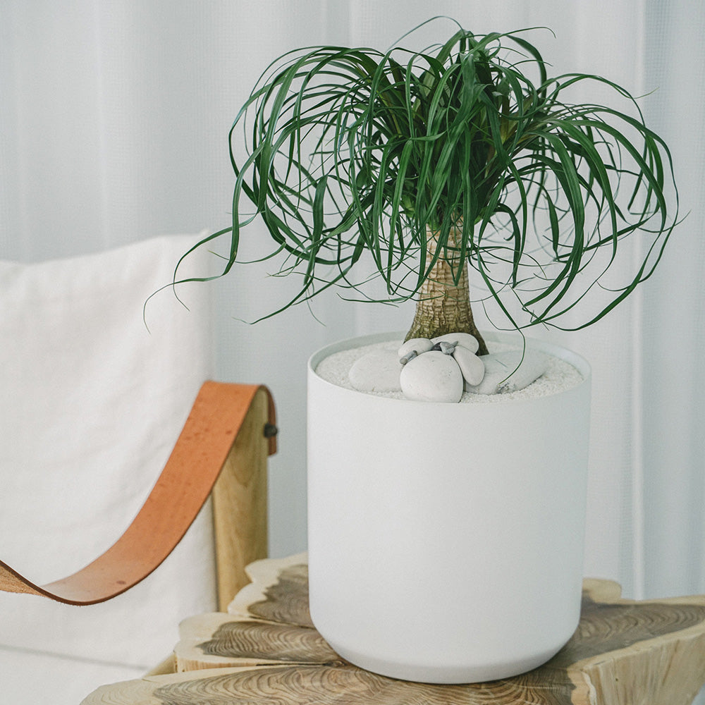 Germany Round White Medium - Ponytail Palm (16" H x 8" D)
