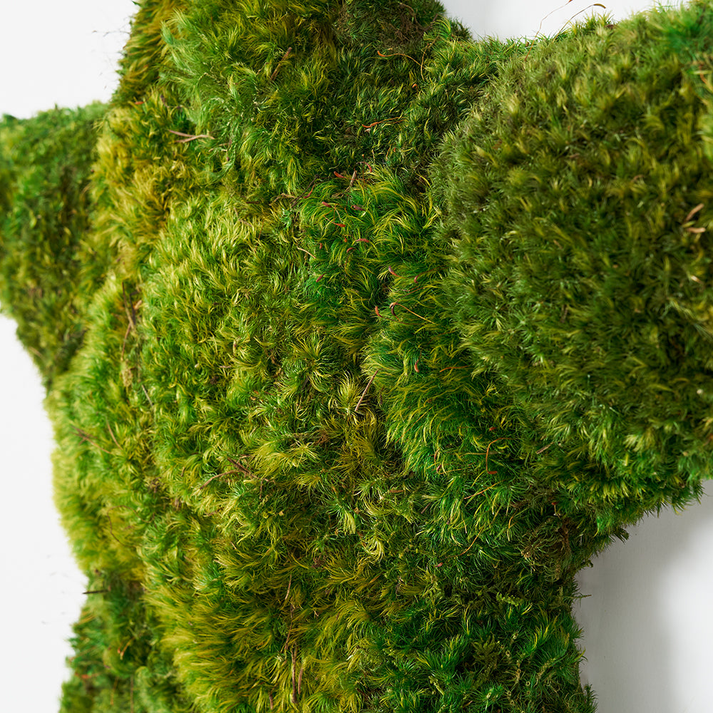 Moss Hollywood Star