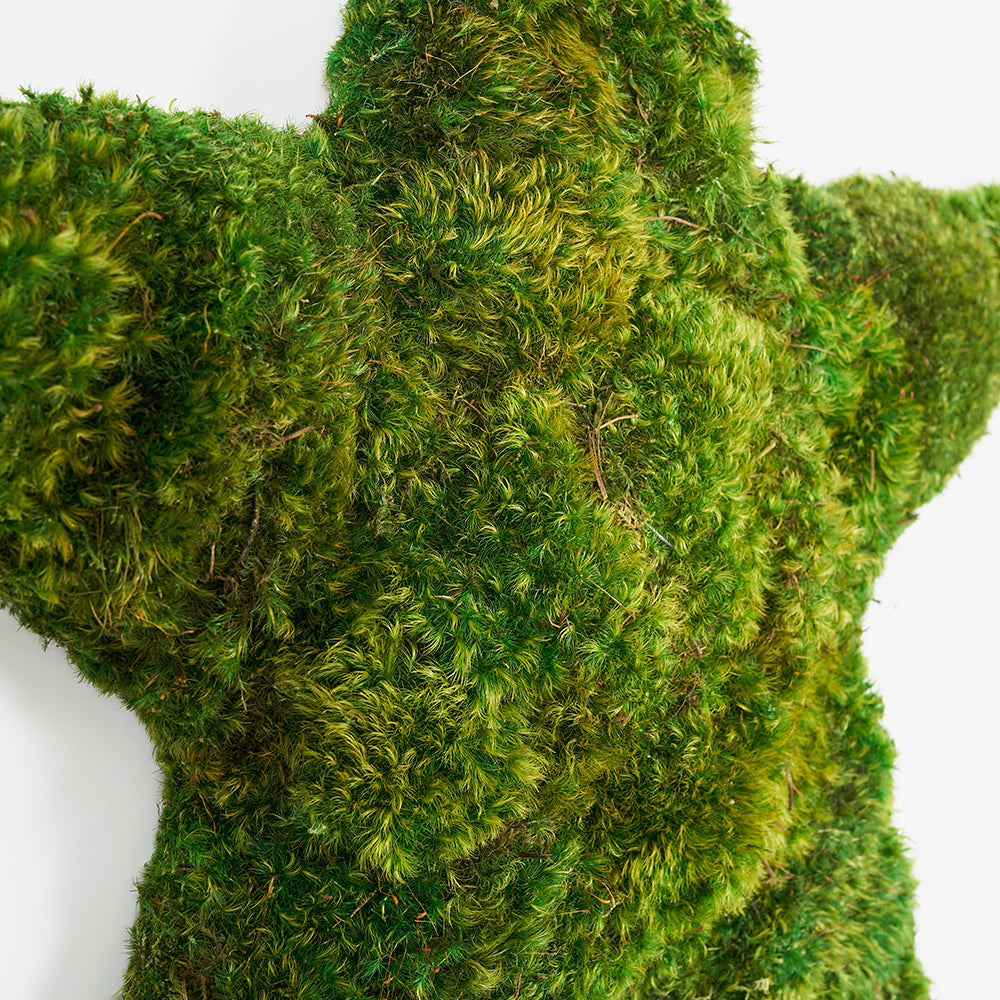 Moss Hollywood Star