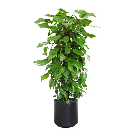 Germany Black XL – Heart Leaf Philodendron Totem