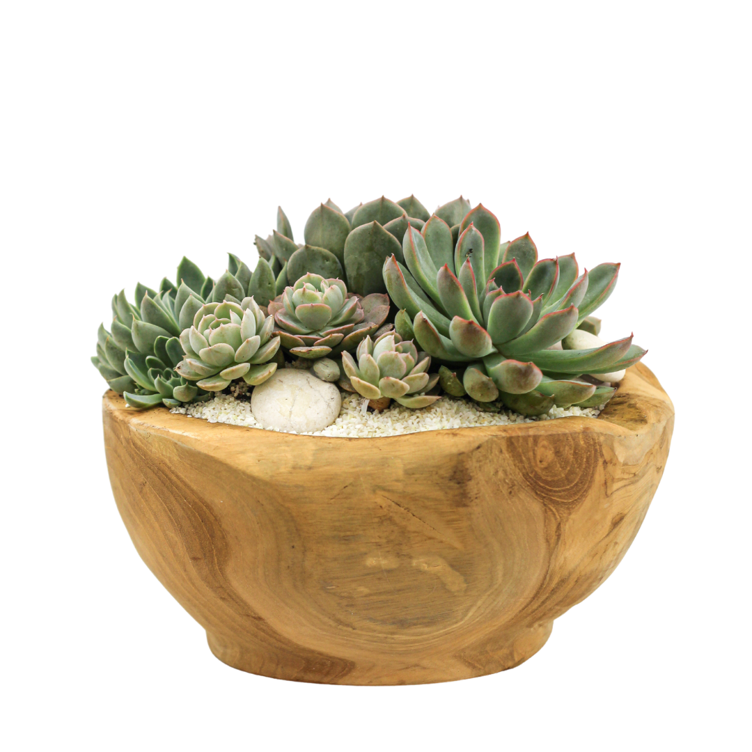Natural Wood Bowl Mini - Succulents
