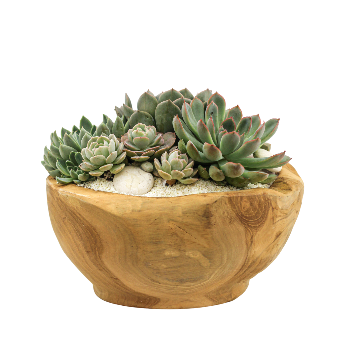 Natural Wood Bowl Mini -  Succulents