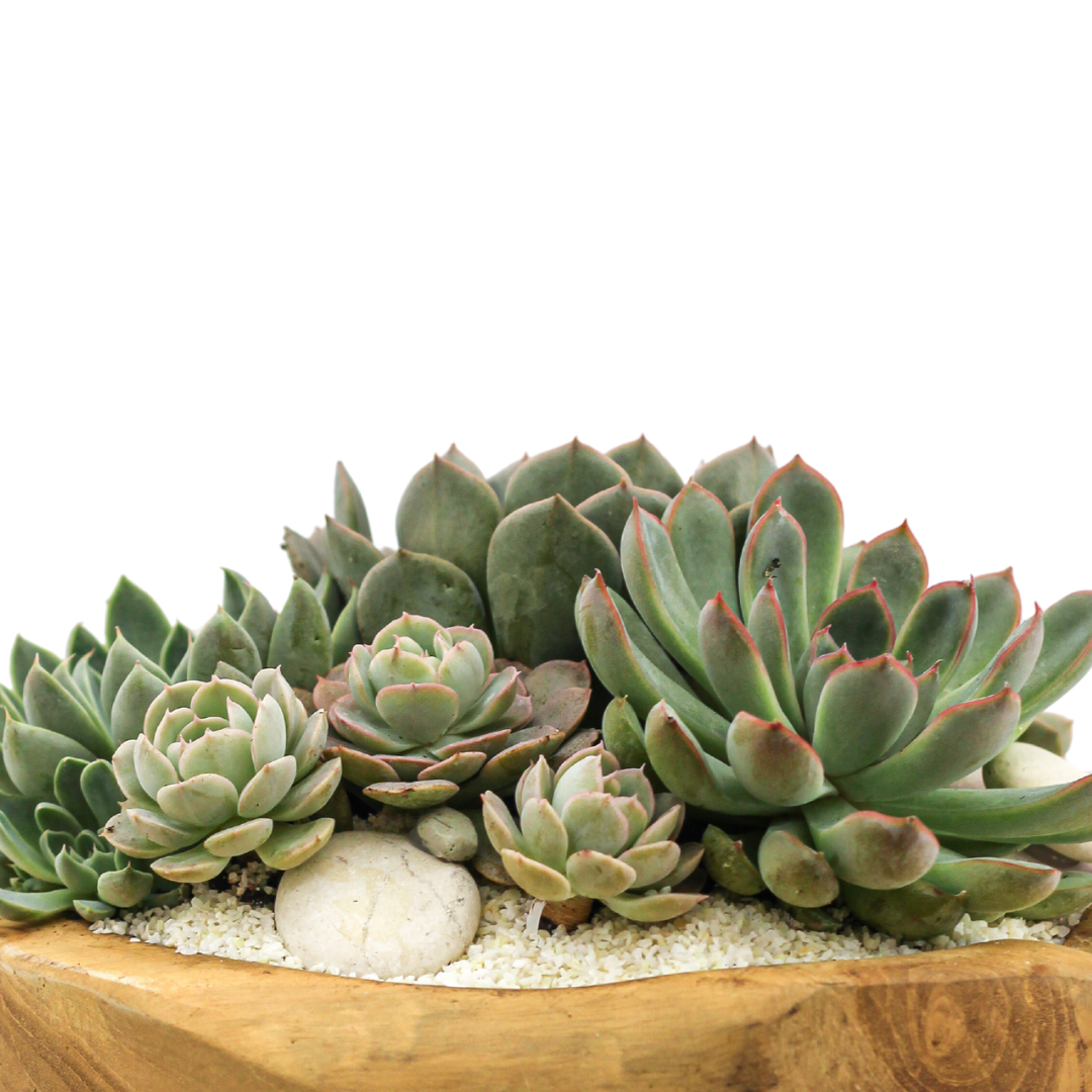 Natural Wood Bowl Mini - Succulents
