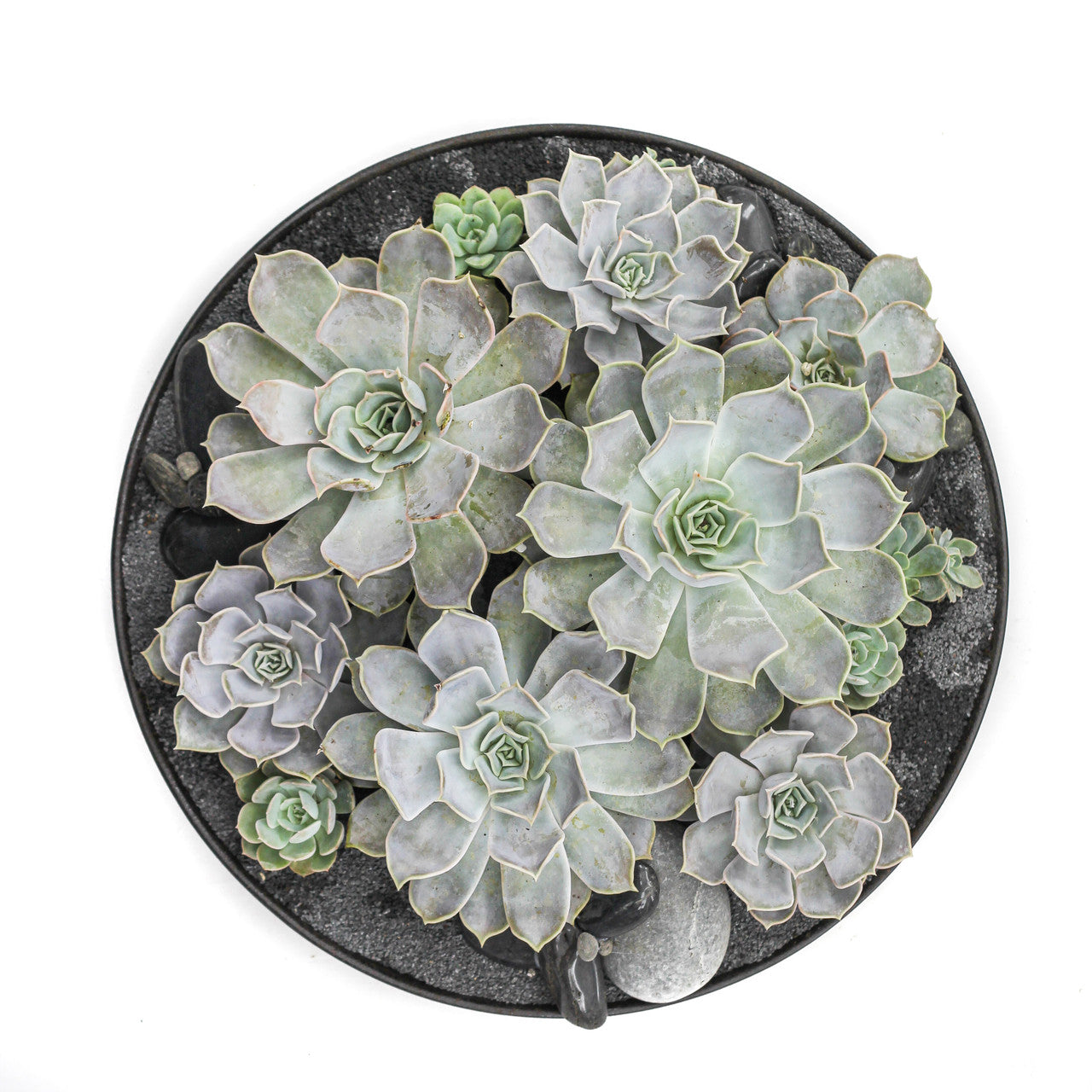 Tokyo Black - Succulents