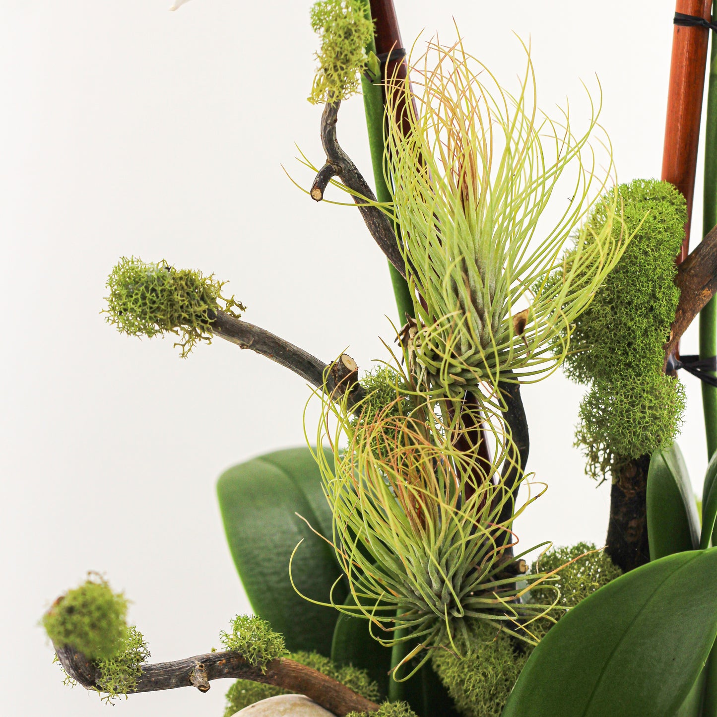 Sydney Large - Five Orchids (29.5" H x 16.5" D)