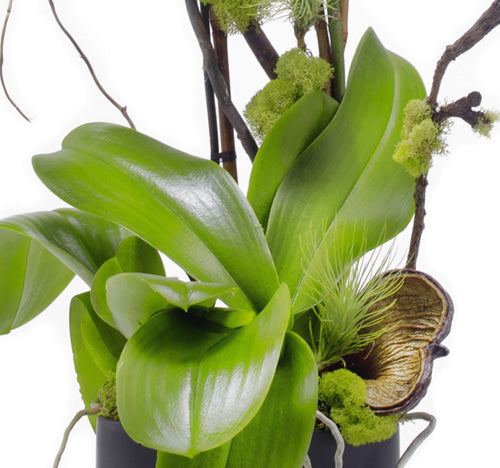 Germany Cylinder Medium Black - Double Stem Phalaenopsis Orchid Arrangement