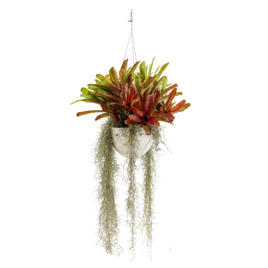 Germany Large Hanging - Bromeliads (7"H x 9"D)