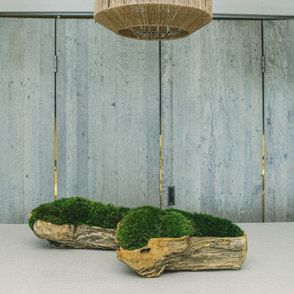 Natural Wood Trough with Moss