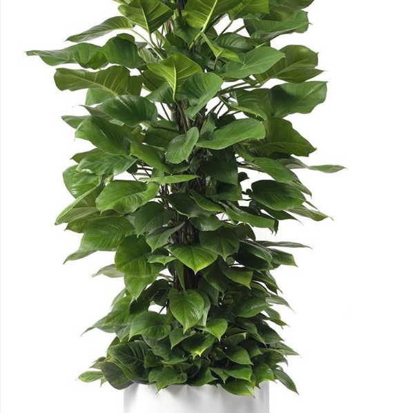 Milano Cylinder Small White – Epipremnum Aureum ‘Jade’ (Jade Pothos Totem)
