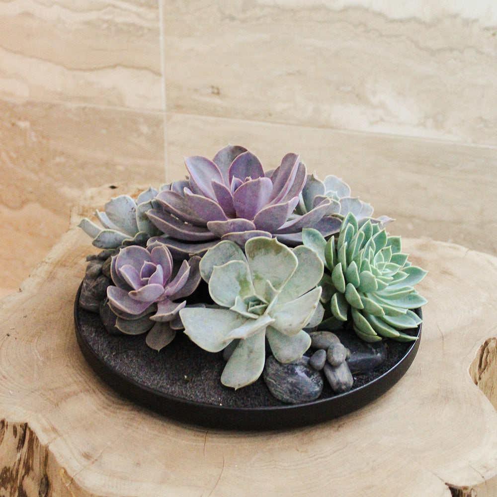 Tokyo Black - Succulents