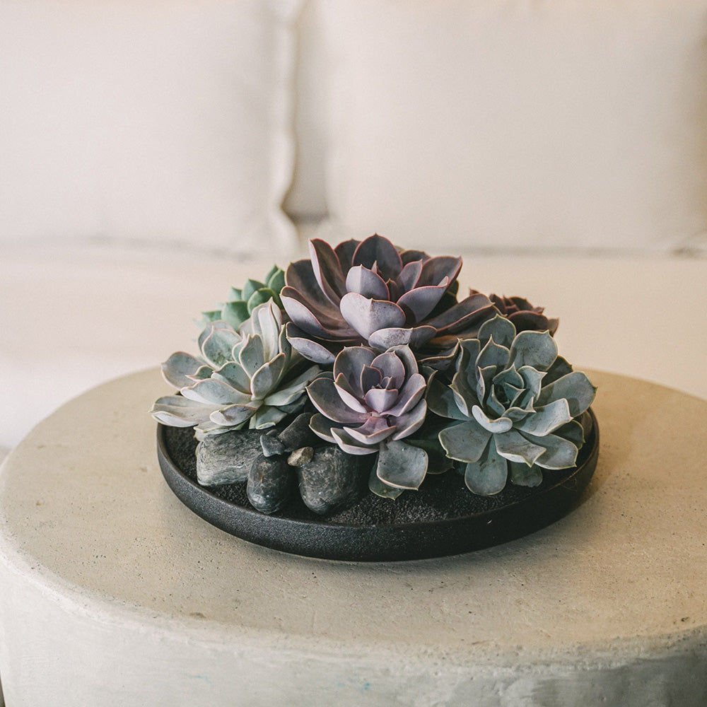 Tokyo Black - Succulents