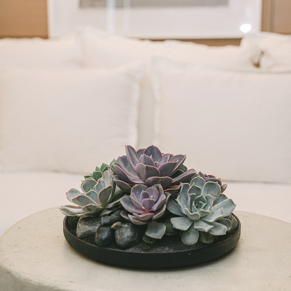 Tokyo Black - Succulents
