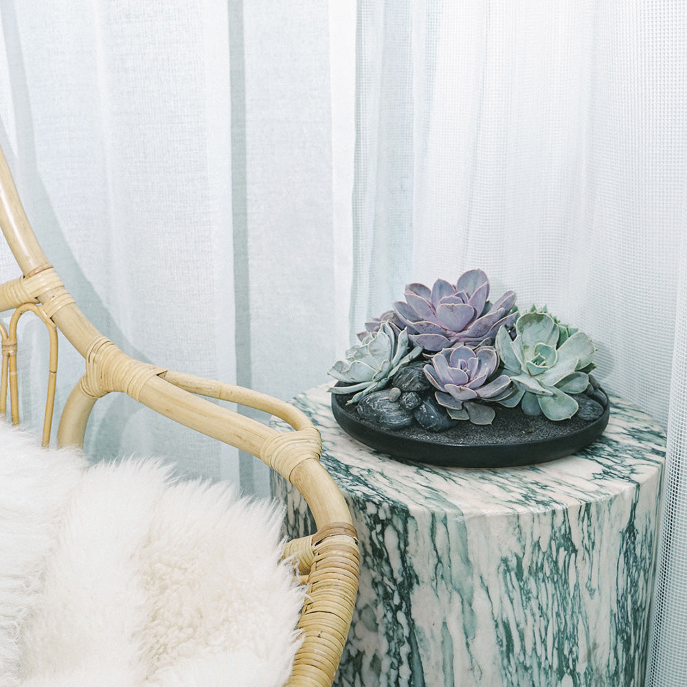 Tokyo Black - Succulents