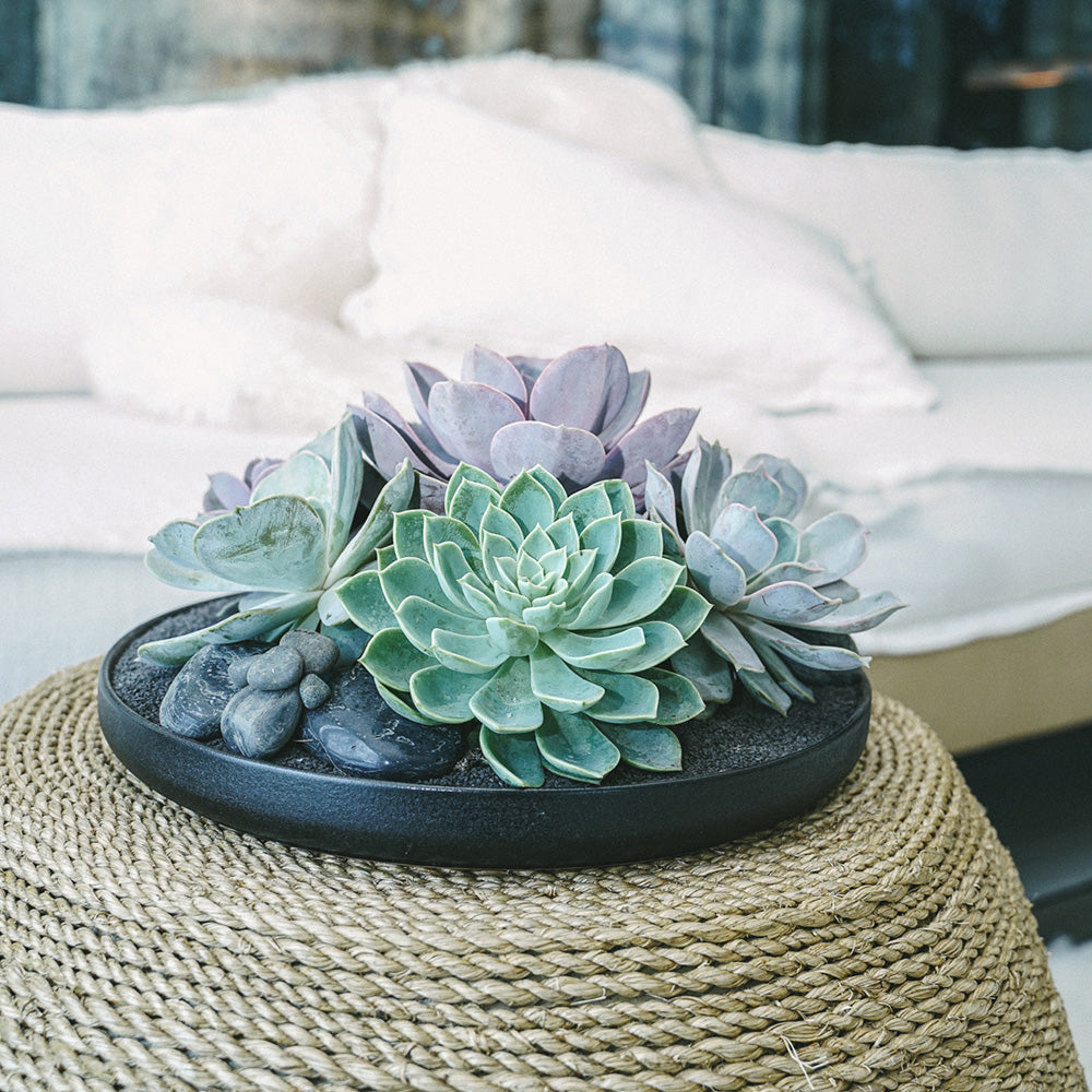 Tokyo Black - Succulents