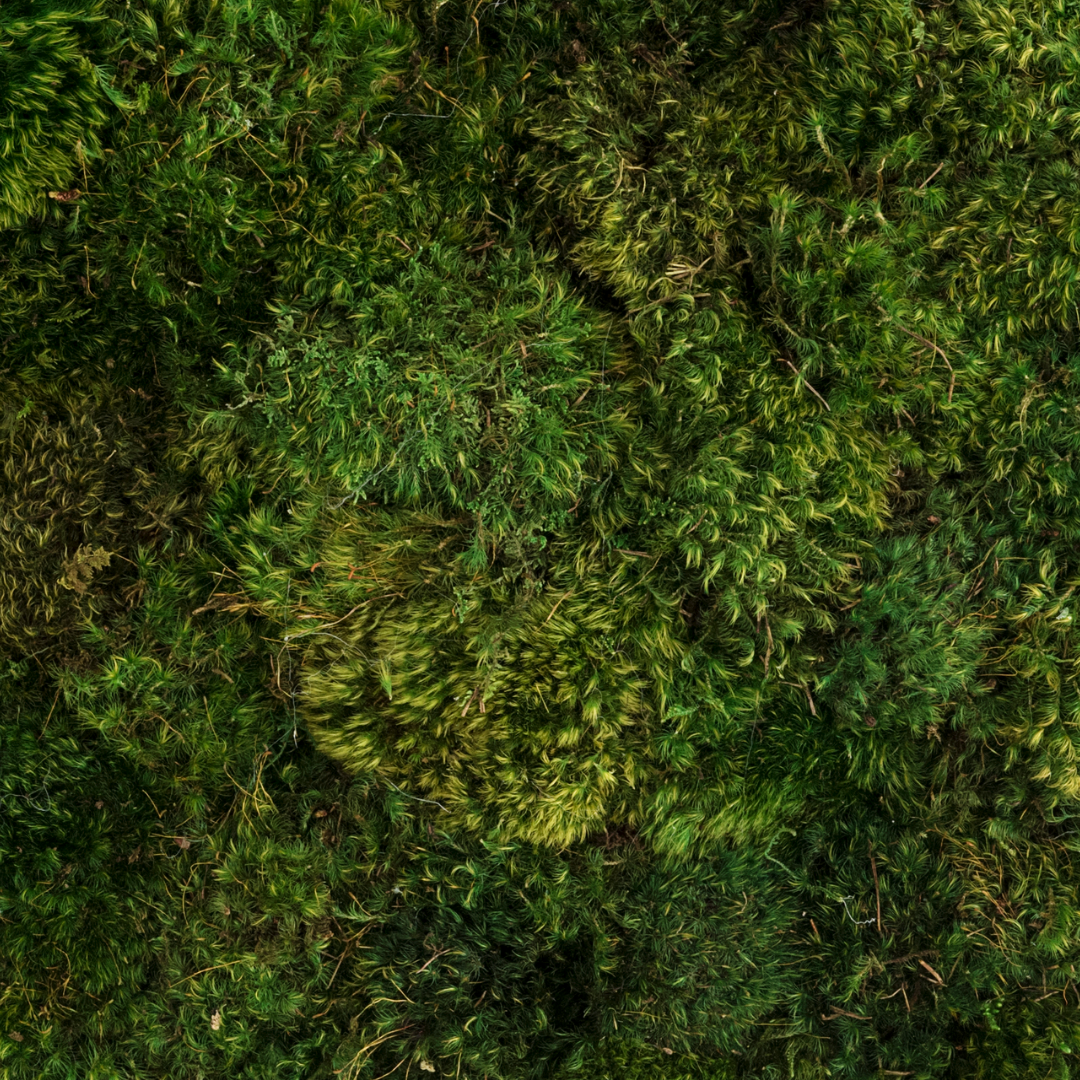 Optical Moss Art - Duality 3 (4' x 8')