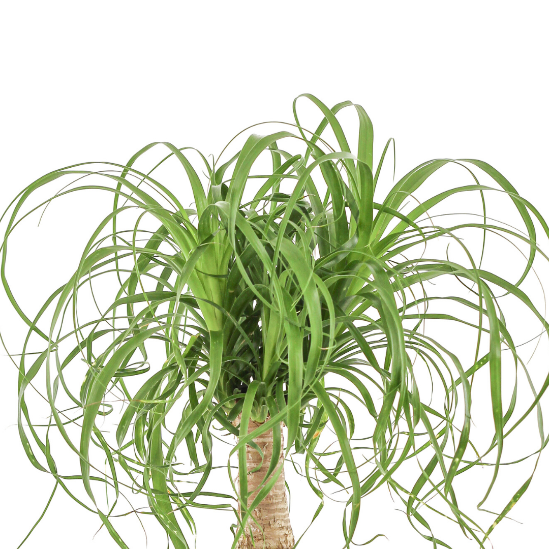 Germany Round White Medium - Ponytail Palm (16" H x 8" D)