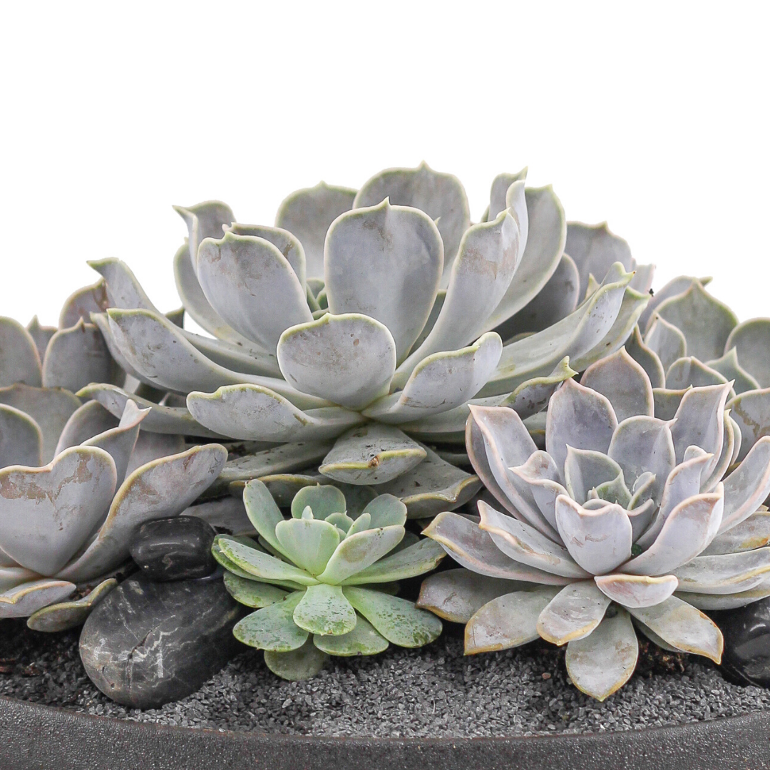 Tokyo Black - Succulents
