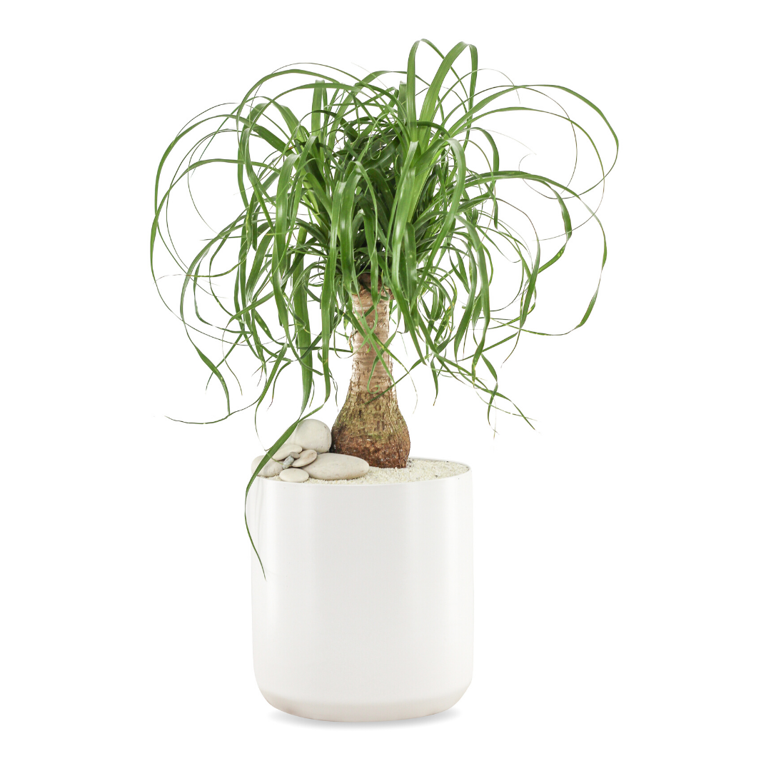 Germany Round White Medium - Ponytail Palm (16" H x 8" D)