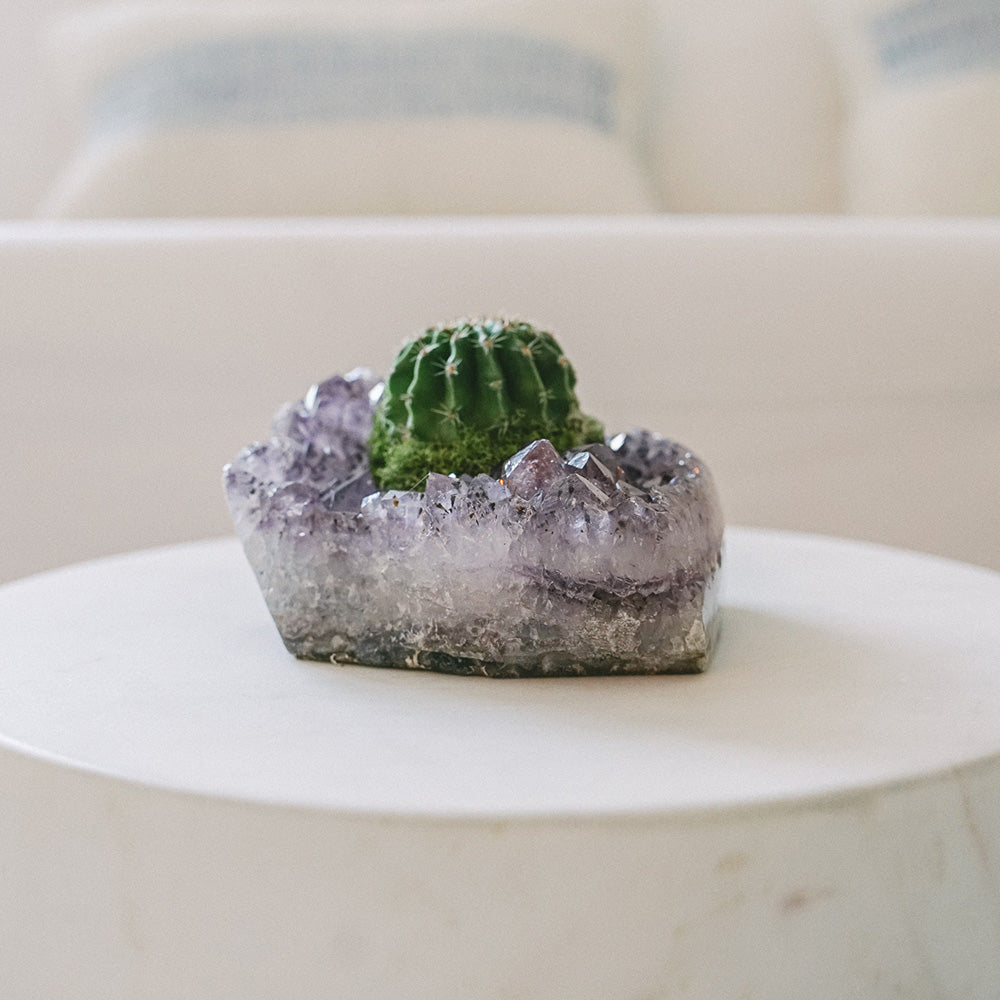 Amethyst Crystal with Cactus (5" H x 5" W)