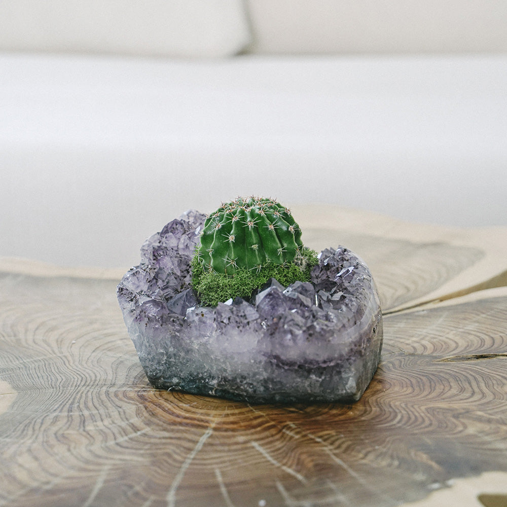 Amethyst Crystal with Cactus (5" H x 5" W)