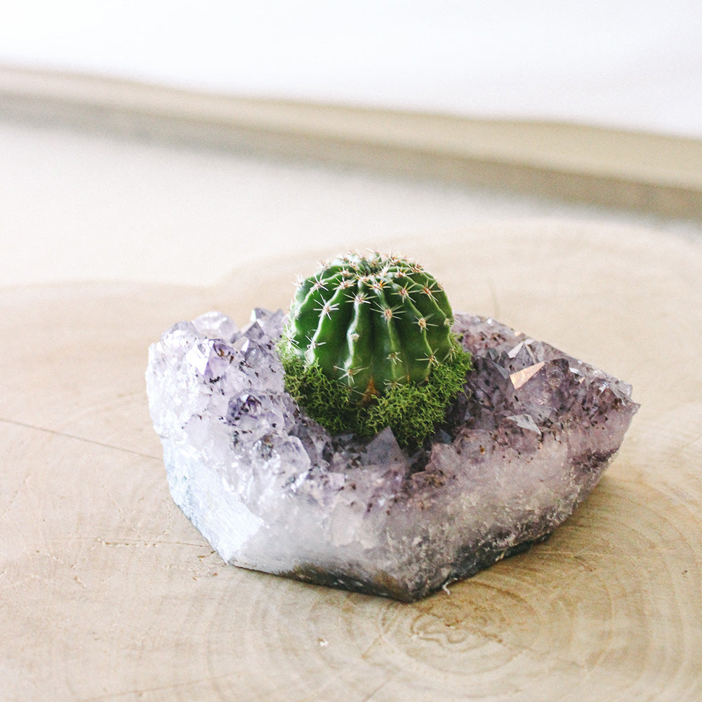 Amethyst Crystal with Cactus (5" H x 5" W)
