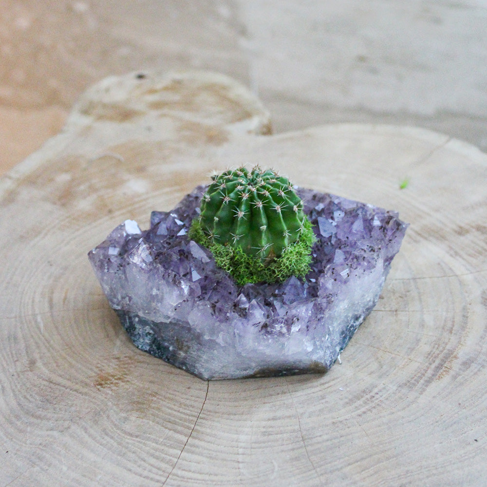 Amethyst Crystal with Cactus (5" H x 5" W)