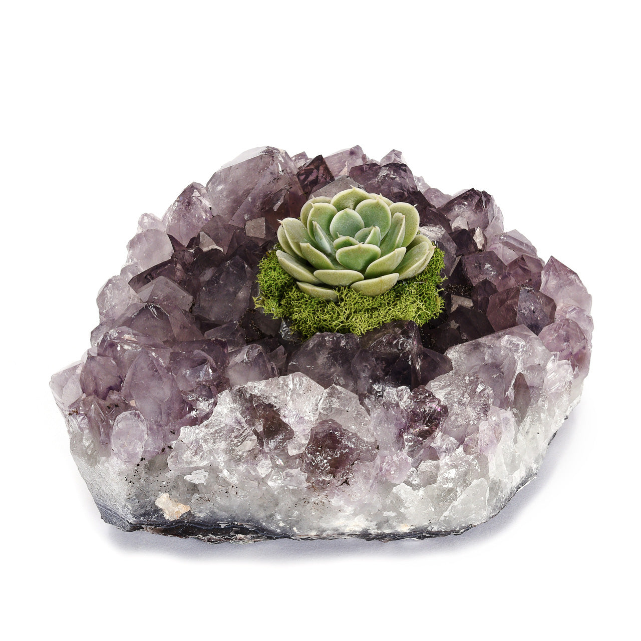 Amethyst Crystal with Succulent - Medium (3.5" - 4")