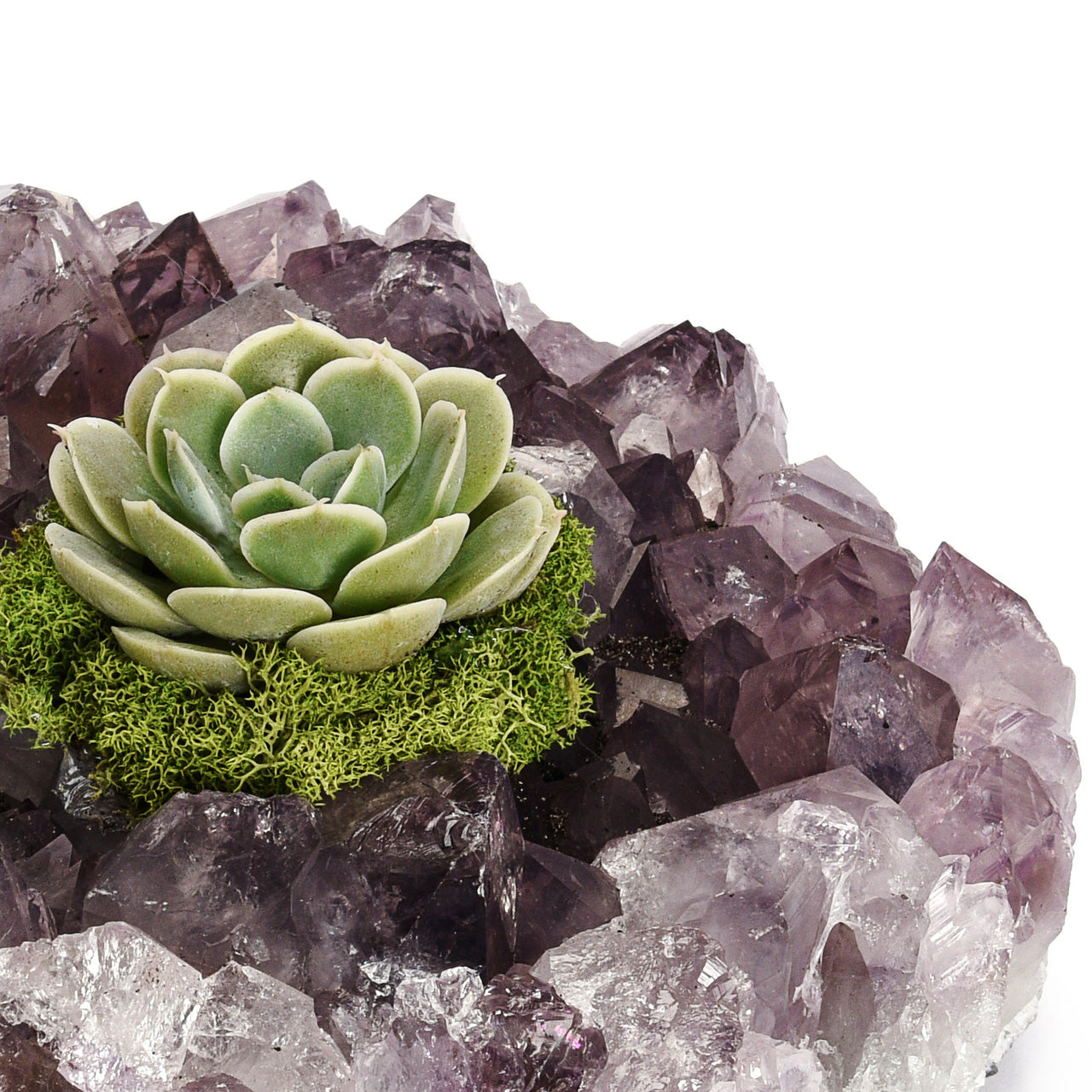 Amethyst Crystal with Succulent - Medium (3.5" - 4")
