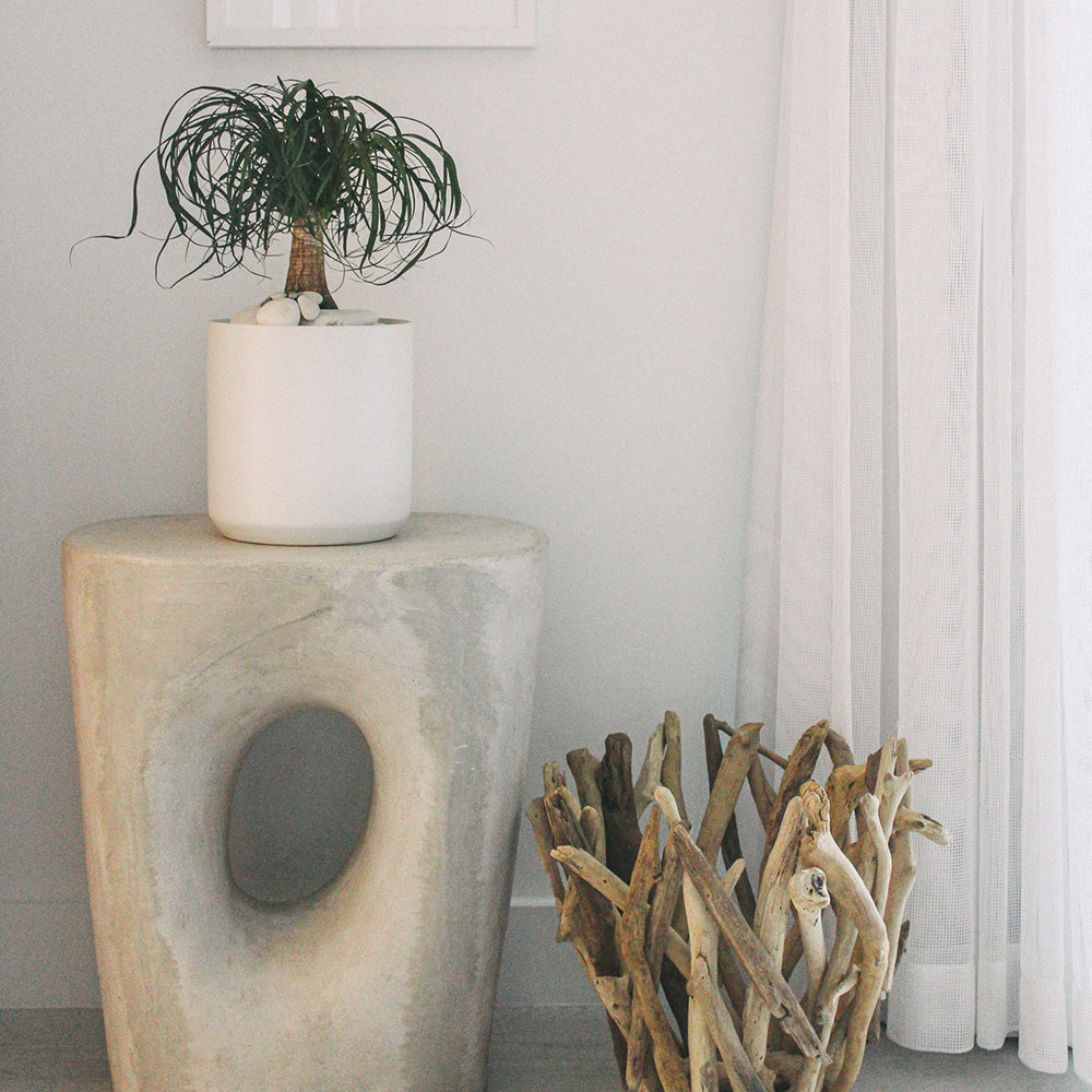Germany Round White Medium - Ponytail Palm (16" H x 8" D)