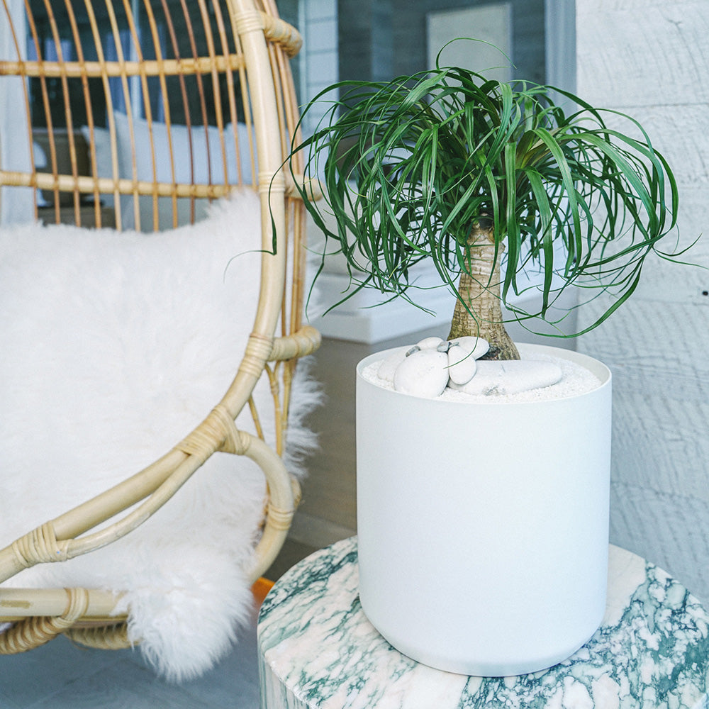 Germany Round White Medium - Ponytail Palm (16" H x 8" D)