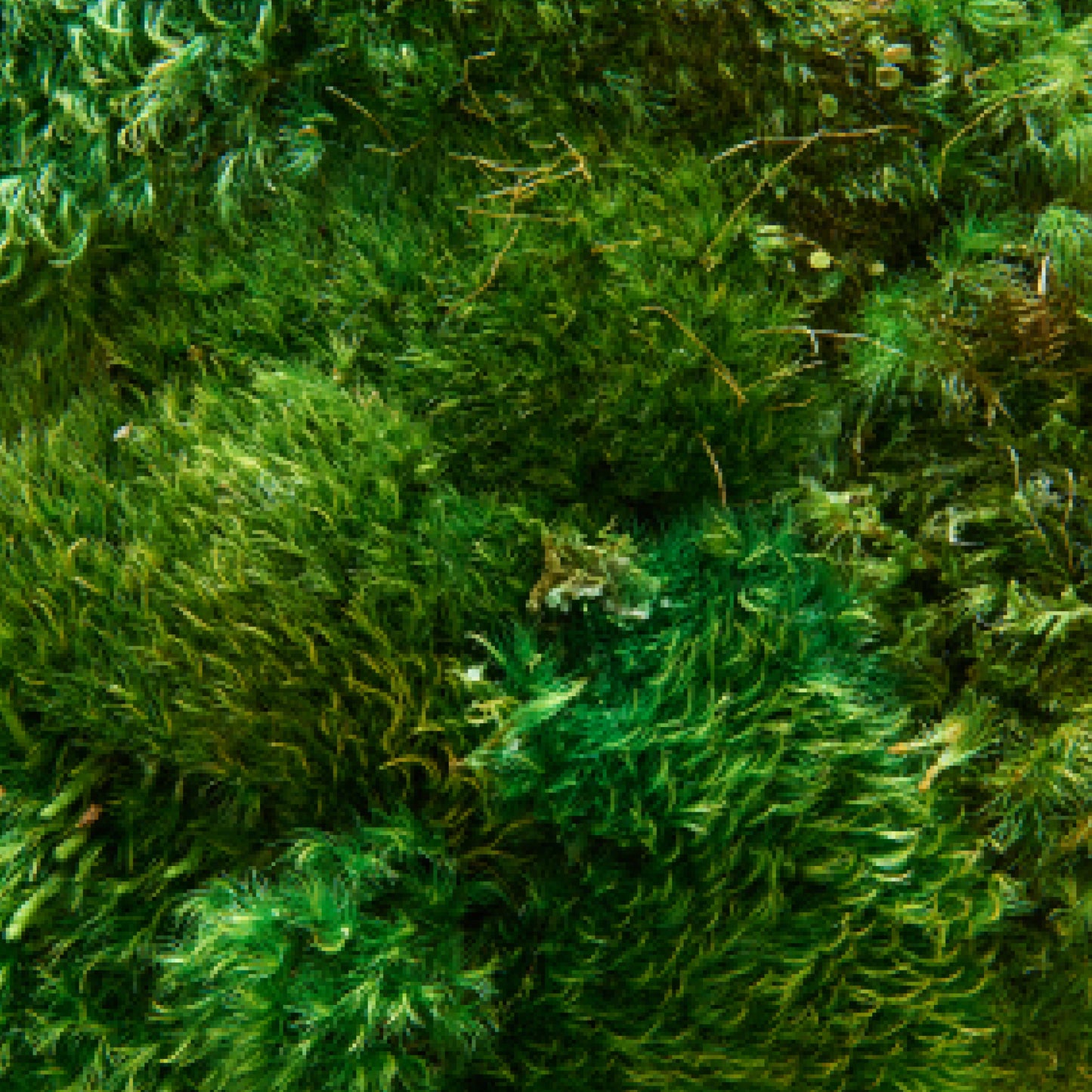 Moss Art - Solid Series (2' x 2')