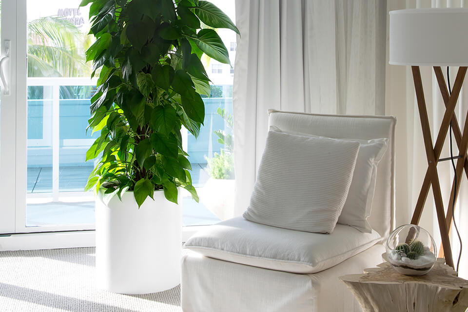 Beautiful Indoor Plants That Will Last for Years
