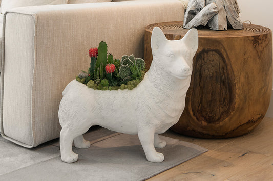 Unique Plants and Planters You Can Buy Online