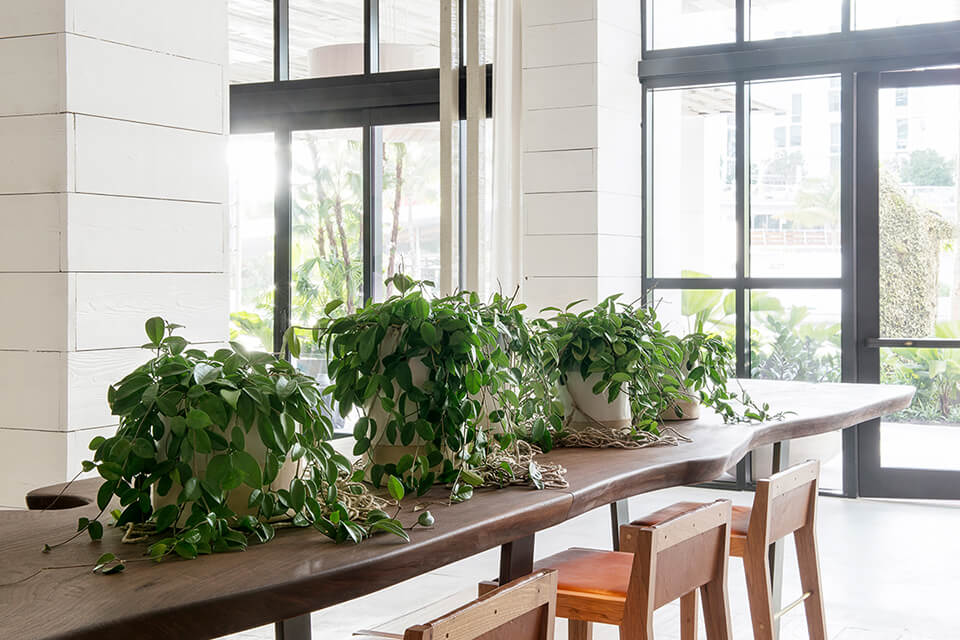 Modern House Plants Perfect for Sub Tropical Climate