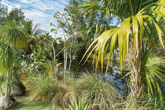 Low-maintenance-outdoor-plants-for-summer PLANT THE FUTURE