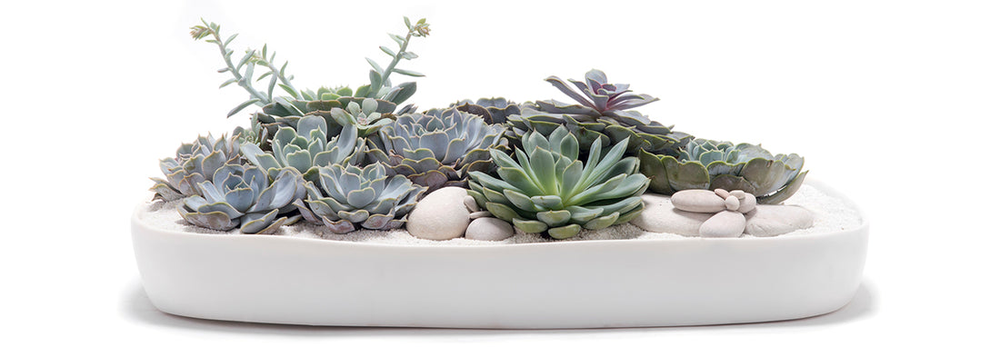 3 Low Maintenance Succulent Arrangements