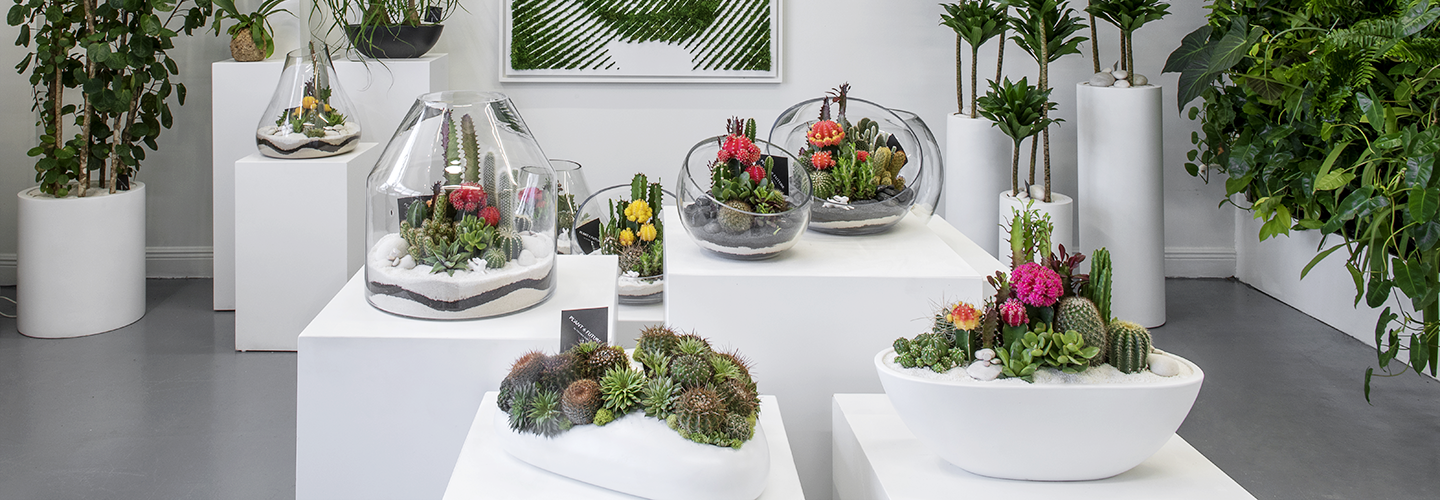 Artistic Terrariums to Decorate South Florida Homes – PLANT THE FUTURE