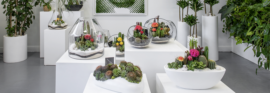Artistic Terrariums to Decorate South Florida Homes