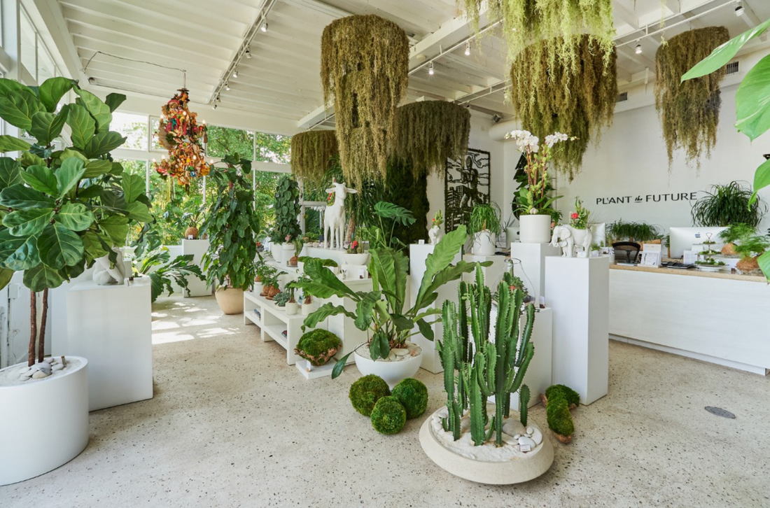 Discover Premium Plants in Miami  PLANT THE FUTURE